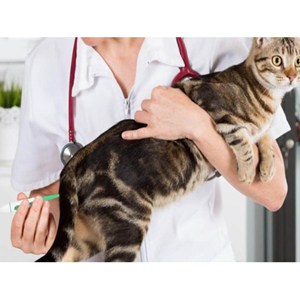 Veterinary Thermometer